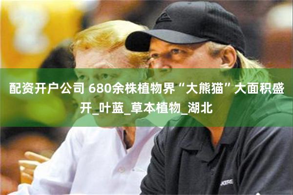 配资开户公司 680余株植物界“大熊猫”大面积盛开_叶蓝_草本植物_湖北