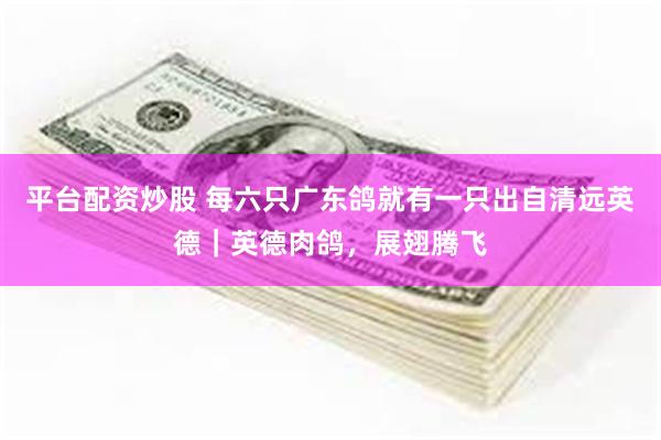 平台配资炒股 每六只广东鸽就有一只出自清远英德｜英德肉鸽，展翅腾飞