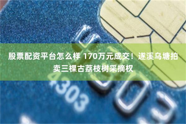 股票配资平台怎么样 170万元成交！遂溪乌塘拍卖三棵古荔枝树采摘权