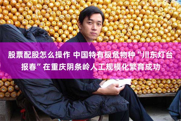 股票配股怎么操作 中国特有极危物种“川东灯台报春”在重庆阴条岭人工规模化繁育成功