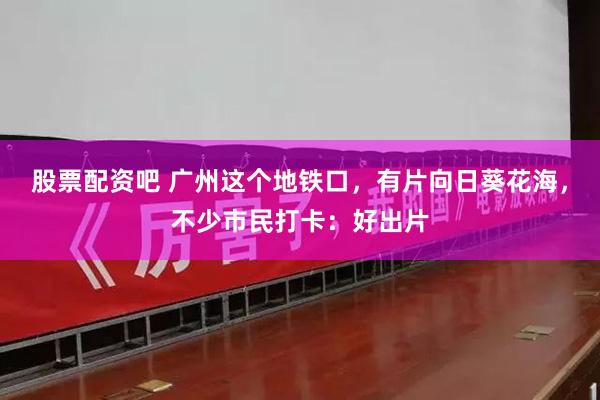 股票配资吧 广州这个地铁口，有片向日葵花海，不少市民打卡：好出片