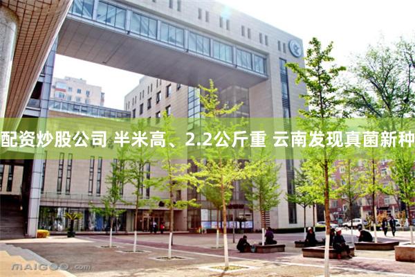 配资炒股公司 半米高、2.2公斤重 云南发现真菌新种